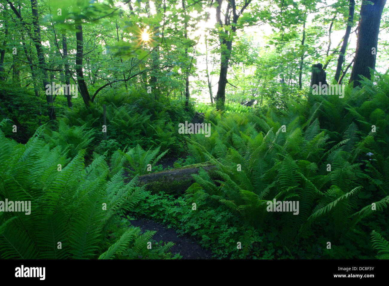 Saka Klippe Wald und frische grüne Farne. Estland Stockfoto