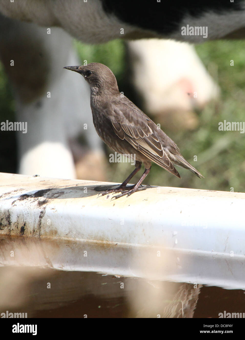 Juvenile Starling (Sturnus Vulgaris) in braun Gefieder posiert in der Wiese, auf eine Kuh & auf eine Tränke Stockfoto