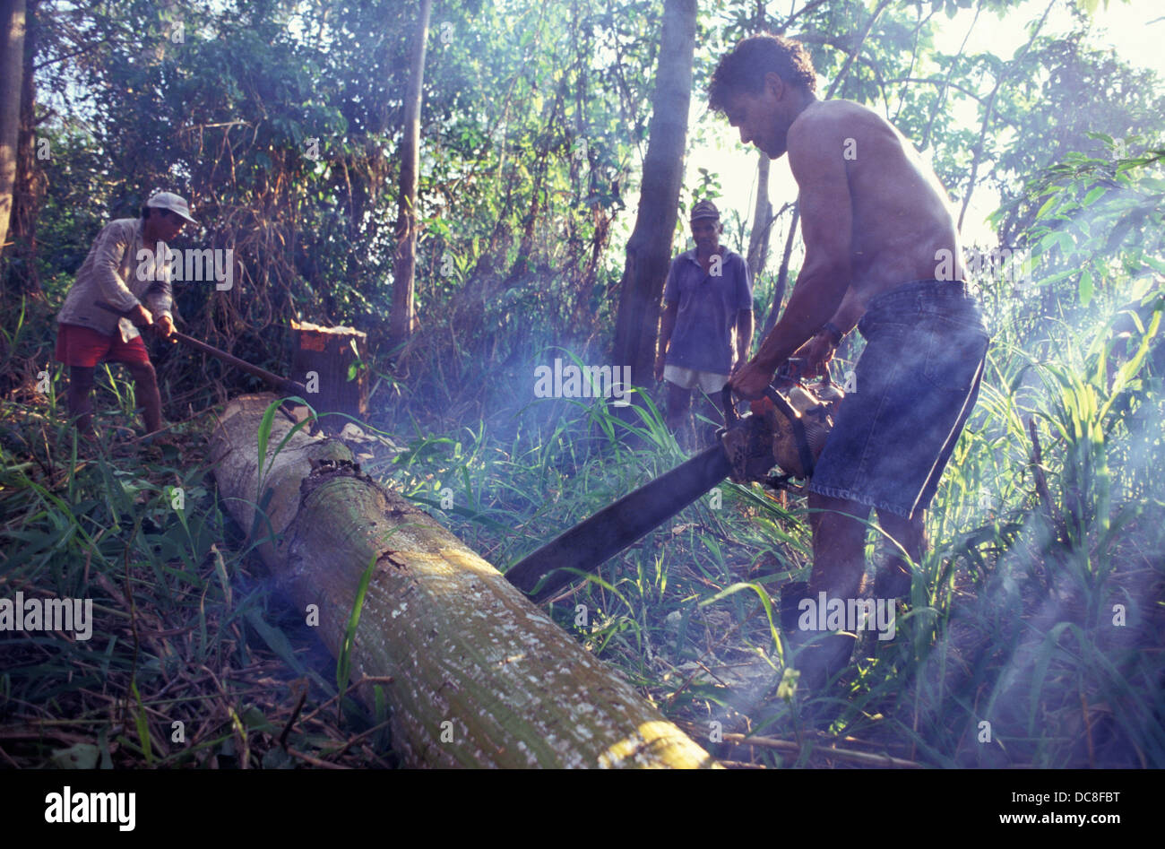 Illegaler Holzeinschlag, Schneiden von Baum mit Kettensäge, Amazonas-Regenwald-Abholzung. Stockfoto