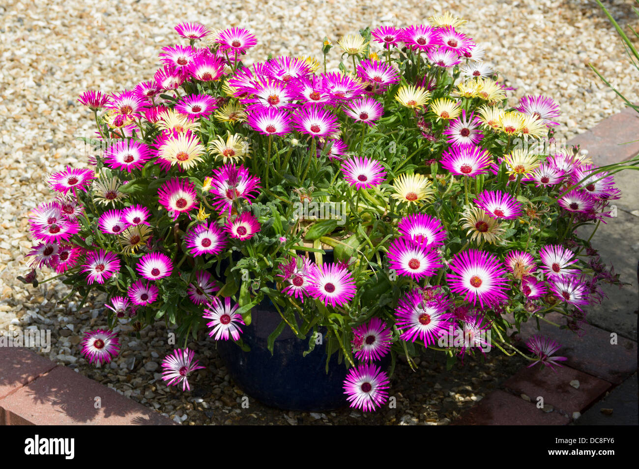 Mesembryanthemum Blumen Stockfoto