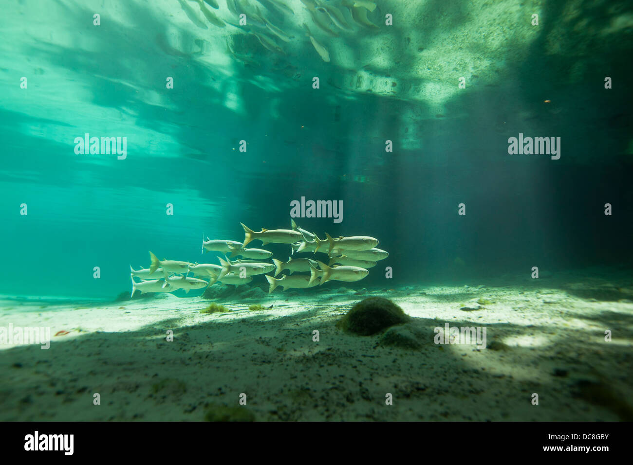 Schule der Meeräsche Schwimmen unter Wasser in einer kristallklaren Quelle mit Sonnenstrahlen nach unten Stockfoto
