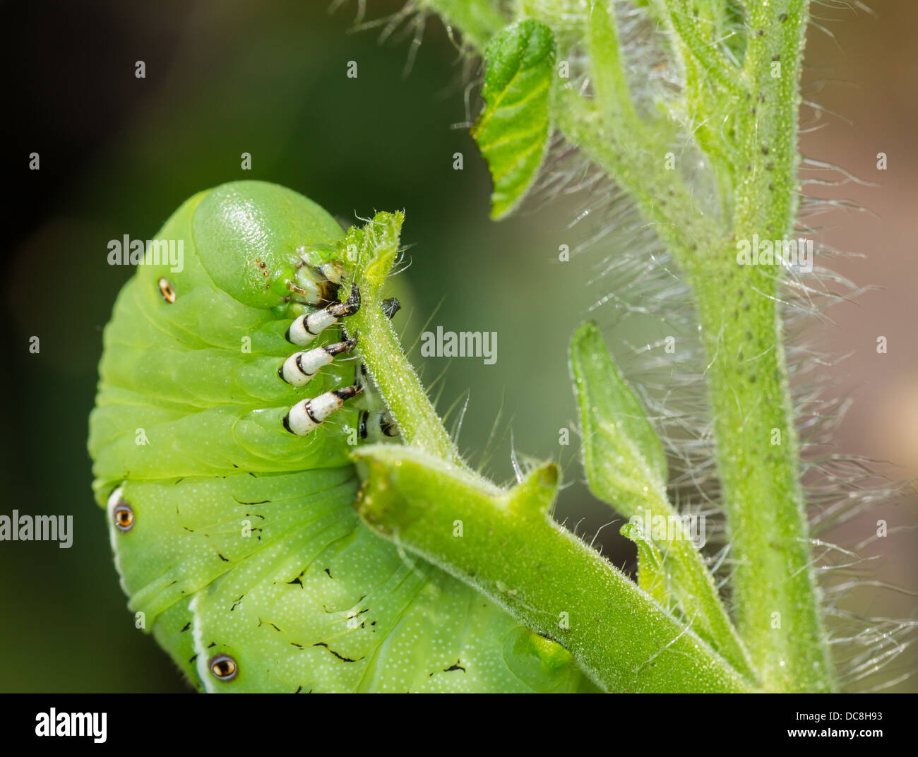 Tomate Hornworm Raupe mit mehreren Auge Flecken eine Tomatenpflanze im Garten essen Stockfoto