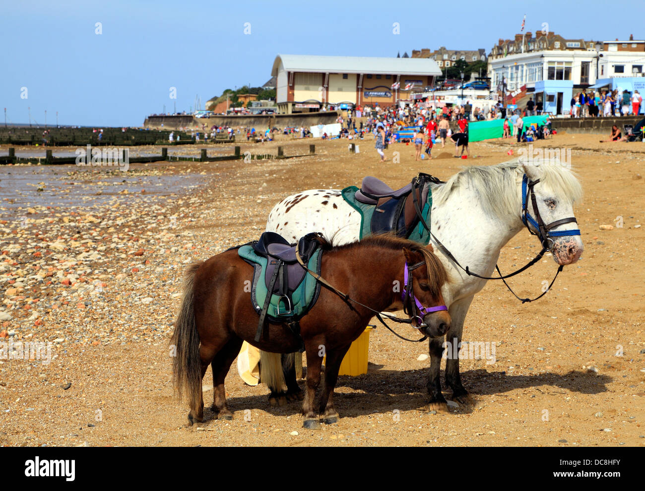 Esel und Pony Rides, Hunstanton Beach, Norfolk England UK Strand Ponys Esel Stockfoto