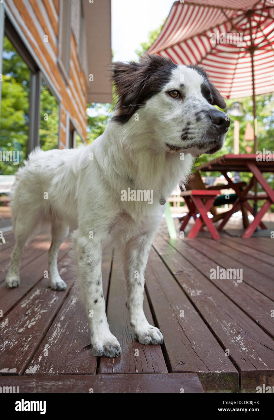 Ein Hund liegt bei Warnung auf einem Holzdeck während des Urlaubs auf Washington Island, Wisconsin. Stockfoto