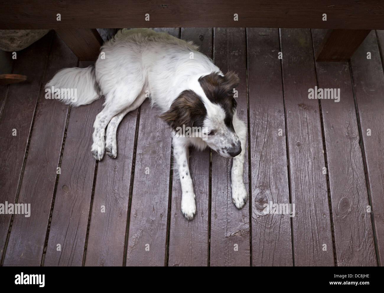 Ein Hund verbringt einige ruhige Zeit auf einem Holzdeck während des Urlaubs. Stockfoto