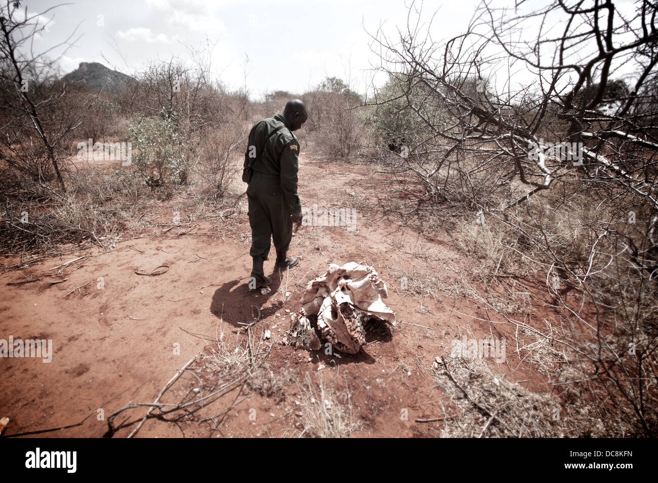 Tierwelt-Ranger von David Sheldrick Wildlife Trust Spaziergängen übergeben Schädel von pochierten Elefant Loxodonta African. Tsavo Ost. Kenia Stockfoto