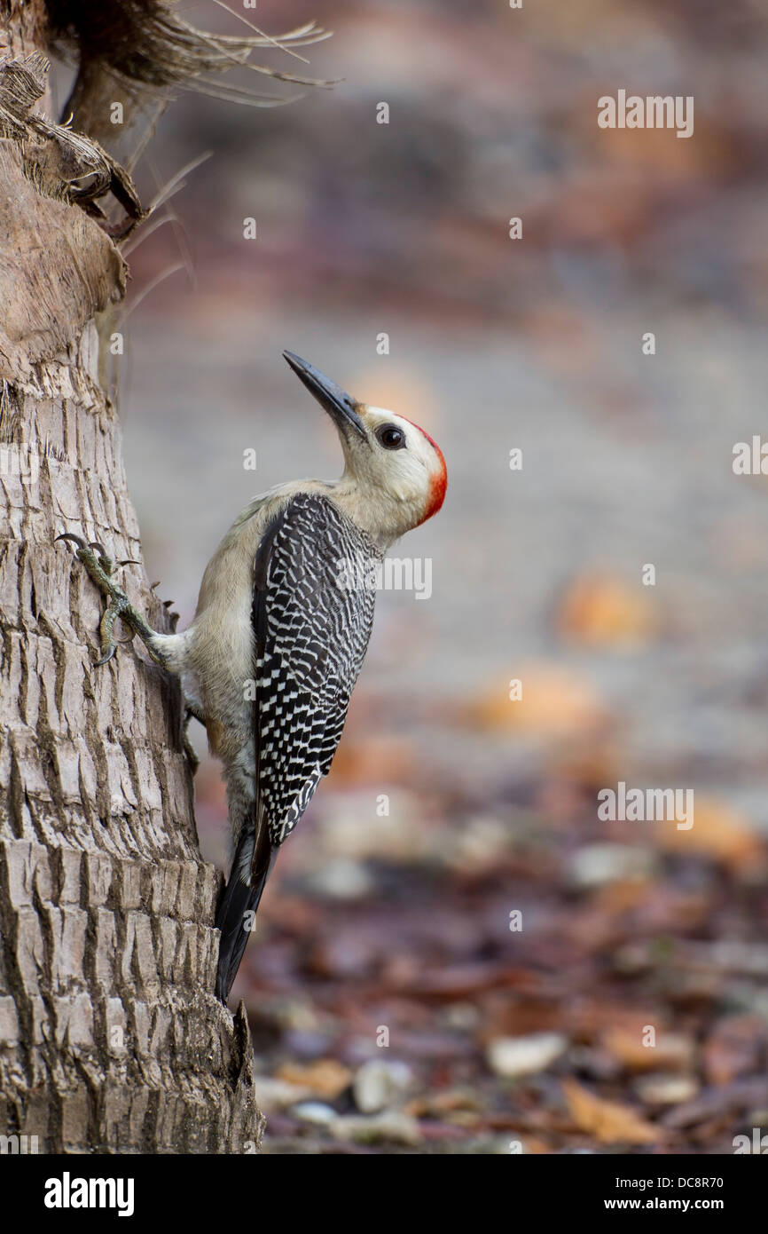 Golden-fronted Specht (Melanerpes Aurifrons Canescens), East Mexiko Unterart, Männlich Stockfoto