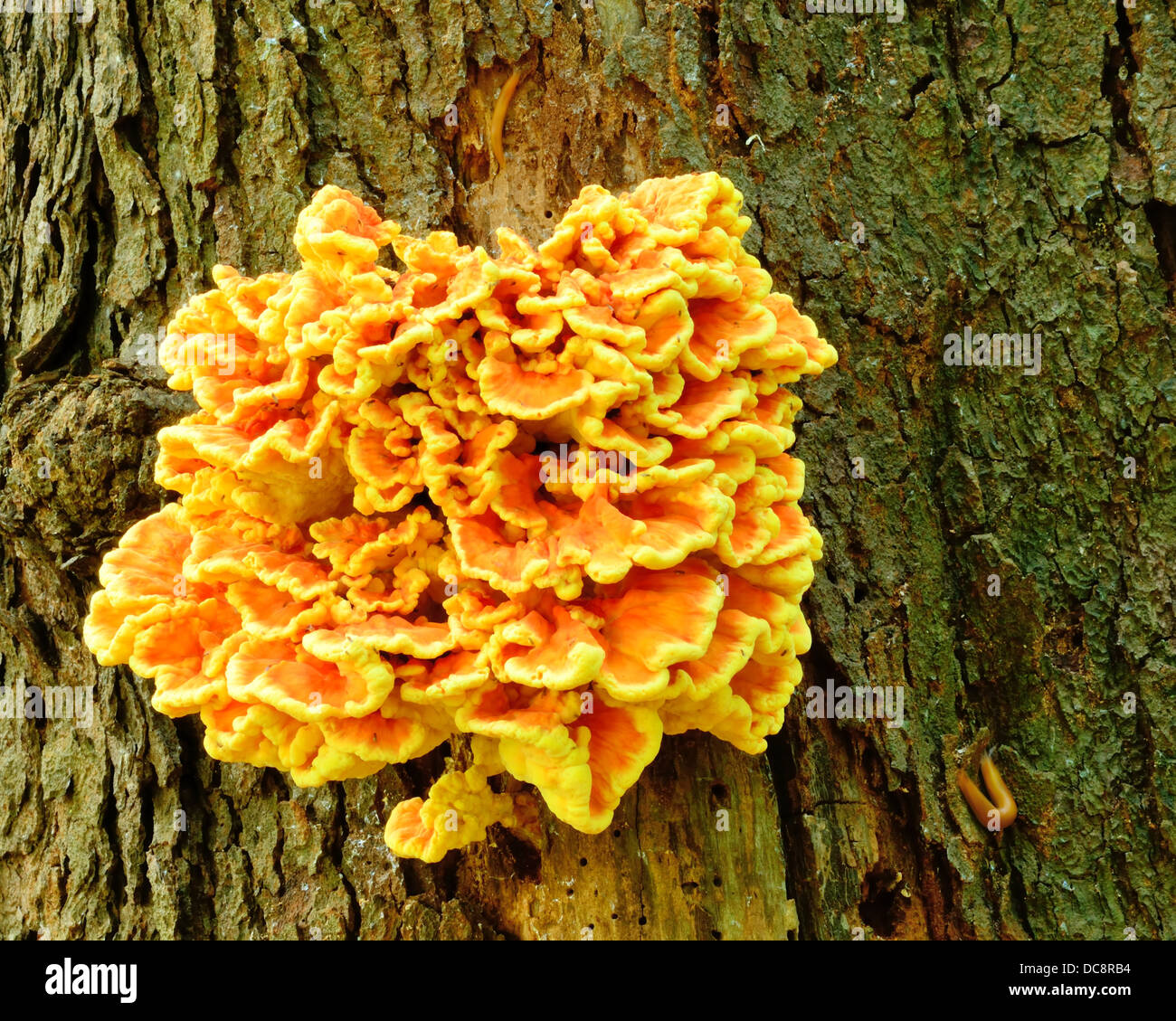 Orange-Pilze wachsen auf einem faulenden Baum im Wald. Stockfoto