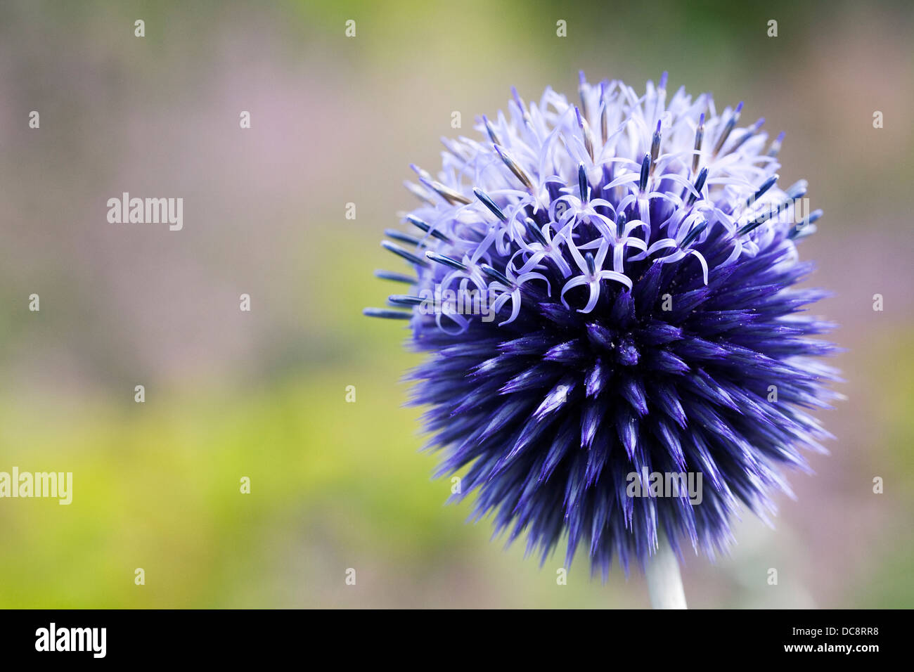 Echinops Bannaticus 'Taplow Blue'. Globe Distel Blume. Stockfoto