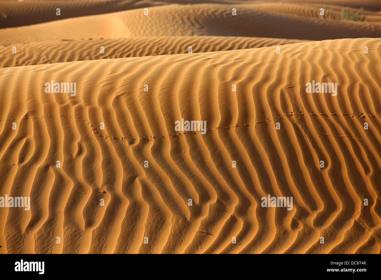 Sanddüne in der arabischen Wüste, Dubai, Vereinigte Arabische EmiratesDubai, Vereinigte Arabische Emirate Stockfoto