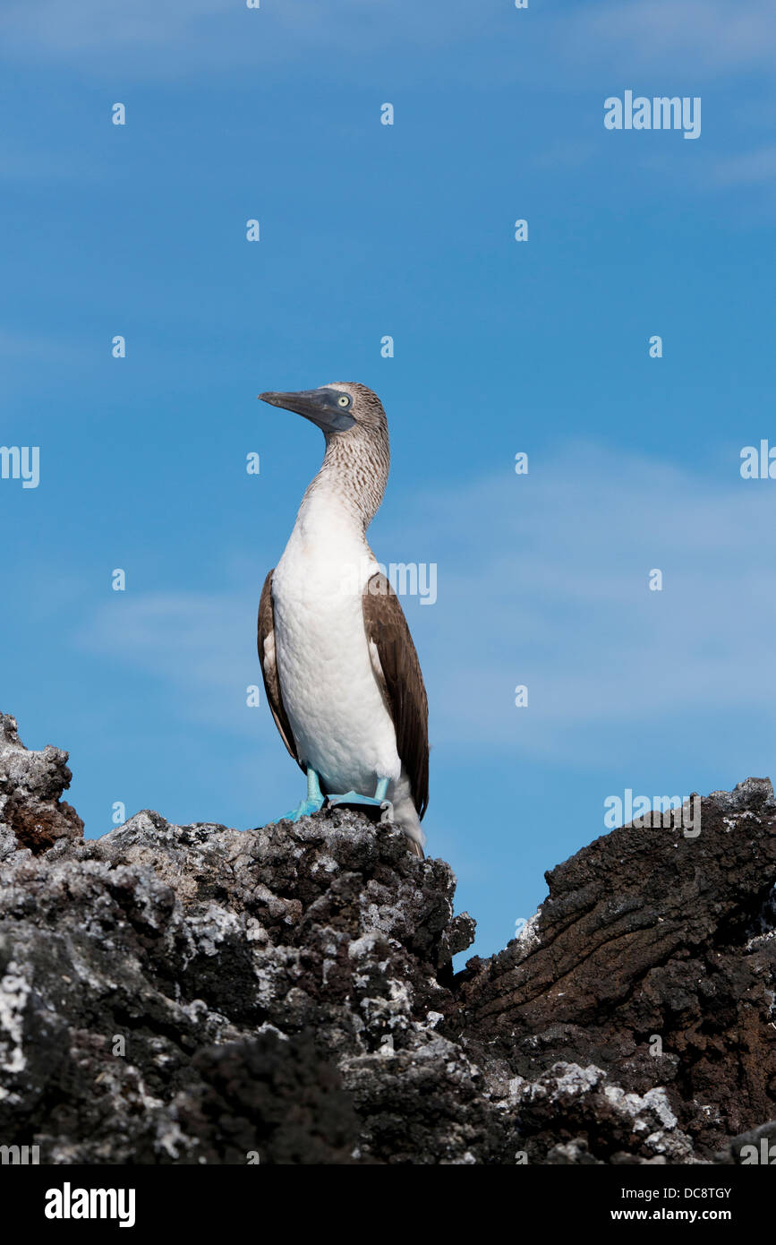 Ecuador, Galapagos, Santa Cruz Island, schwarze Turtle Cove. Blau-footed Sprengfallen auf Lava-Gestein. Stockfoto