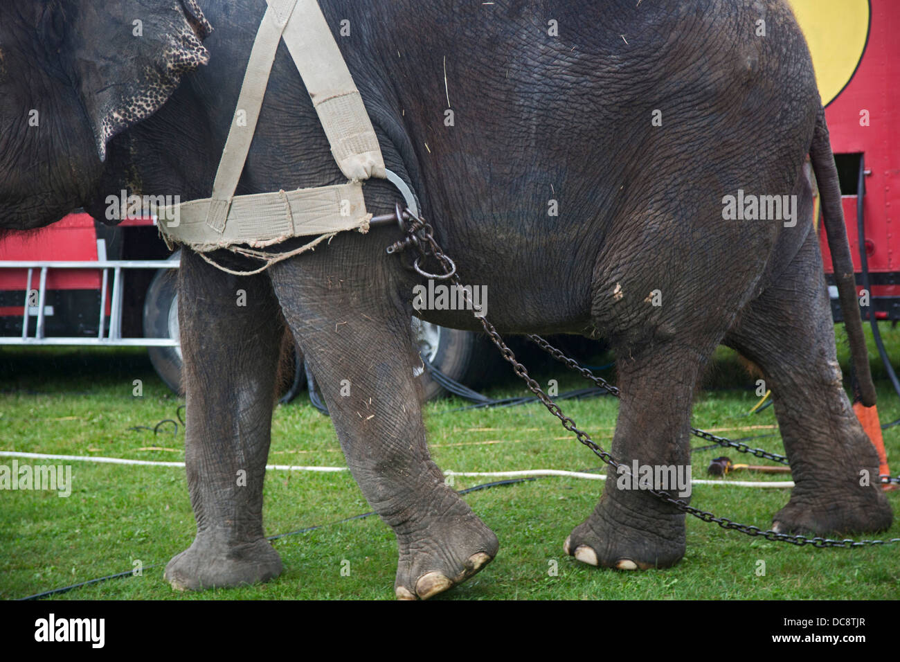 Redford, Michigan - hilft ein Elefant, ein Zelt für eine Aufführung des Kelly Miller Zirkus aufstellen. Stockfoto