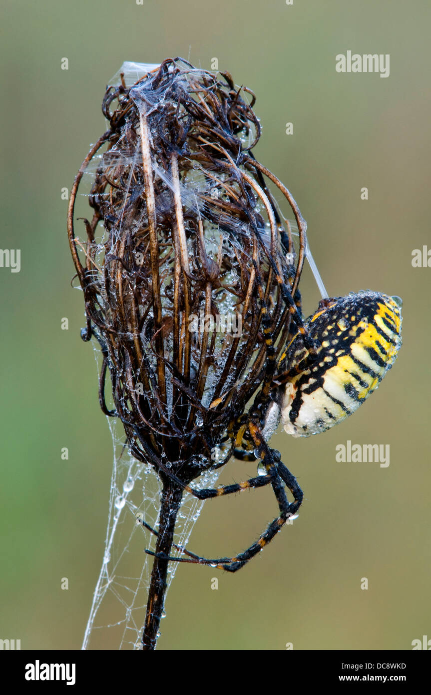 Garten oder gebändert Argiope Spider Argiope Trifasciata Spinnen ihr Netz auf Tote Königin Annes Lace Daucus Carota E USA Stockfoto