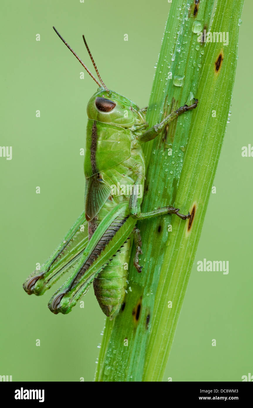 Kurzflügeliger Grüner Grasshopper Dichromorpha viridis auf Gras Ost-USA, von Skip Moody/Dembinsky Photo Assoc Stockfoto