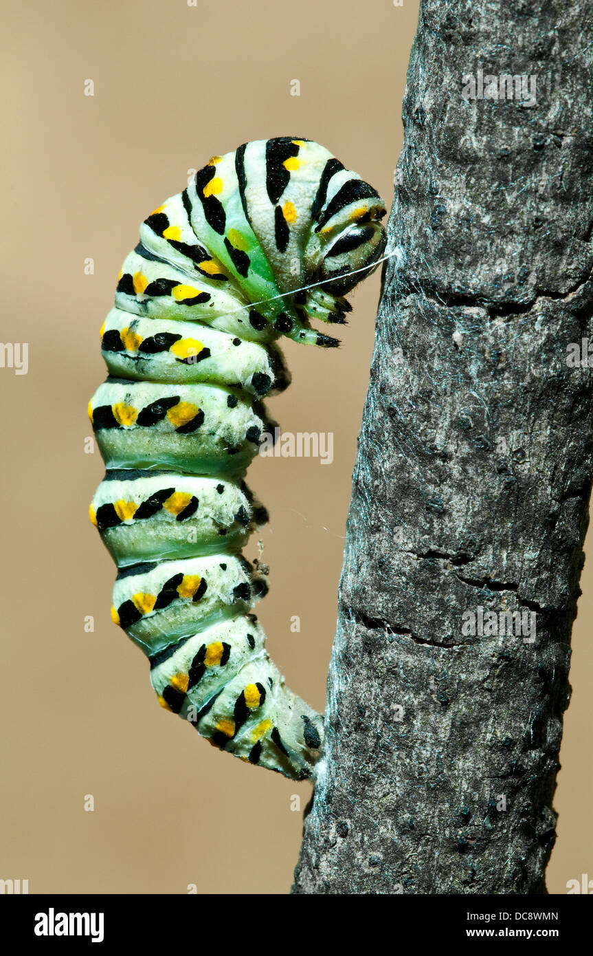 Pre-Puppe Phase E schwarz Schwalbenschwanz Schmetterling Papilio Polyxenes E USA Stockfoto