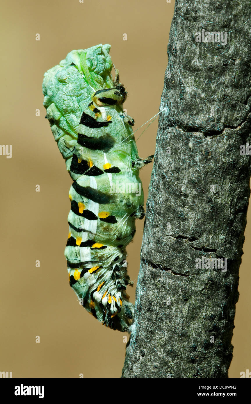 E schwarz Schwalbenschwanz Schmetterling Papilio Polyxenes Puppe vergießen es ist Haut E USA Stockfoto