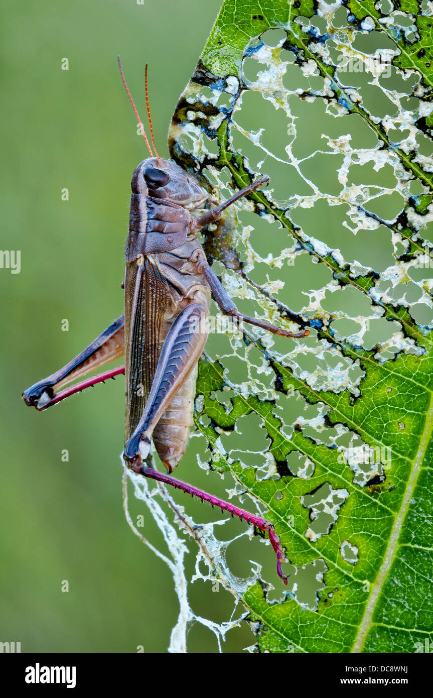 Zweigestreifte Heuschrecke Melanoplus bivittatus auf gemeinem Milchkrautblatt Asclepias syriaca, E USA, von Skip Moody/Dembinsky Photo Assoc Stockfoto