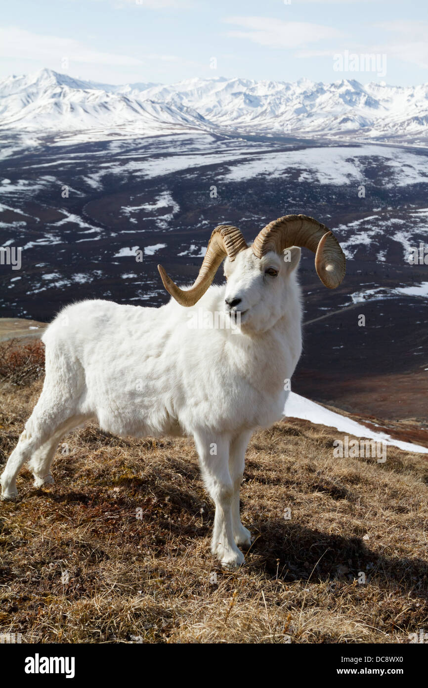 Ein voll-Curl-Ram im Denali Nationalpark & Preserve, innen Alaska, Frühling Stockfoto