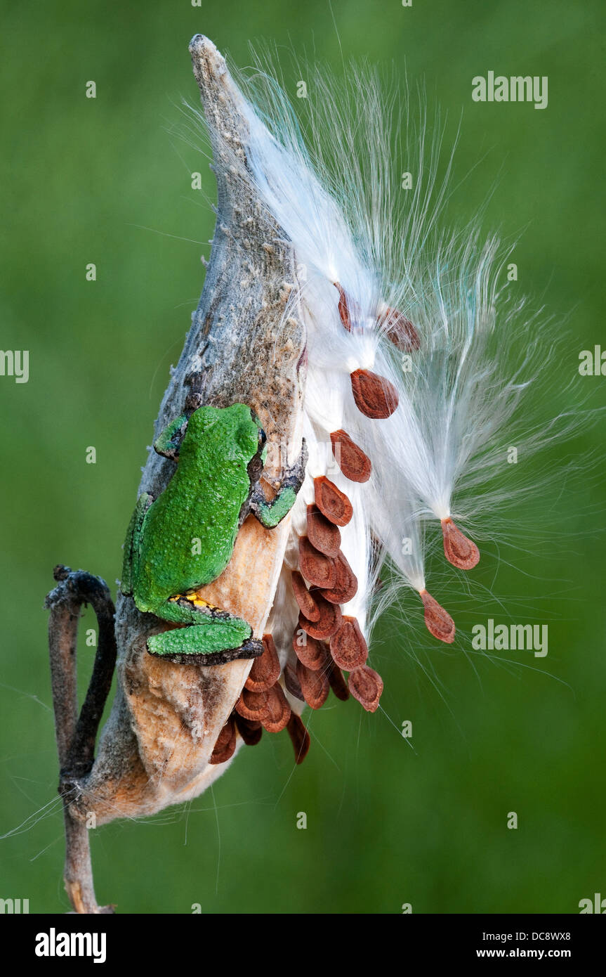 Gemeinsamen grau Laubfrosch Hyla versicolor Seidenpflanze Asclepias Syriaca Saatgut pod östlichen USA Mi. Stockfoto