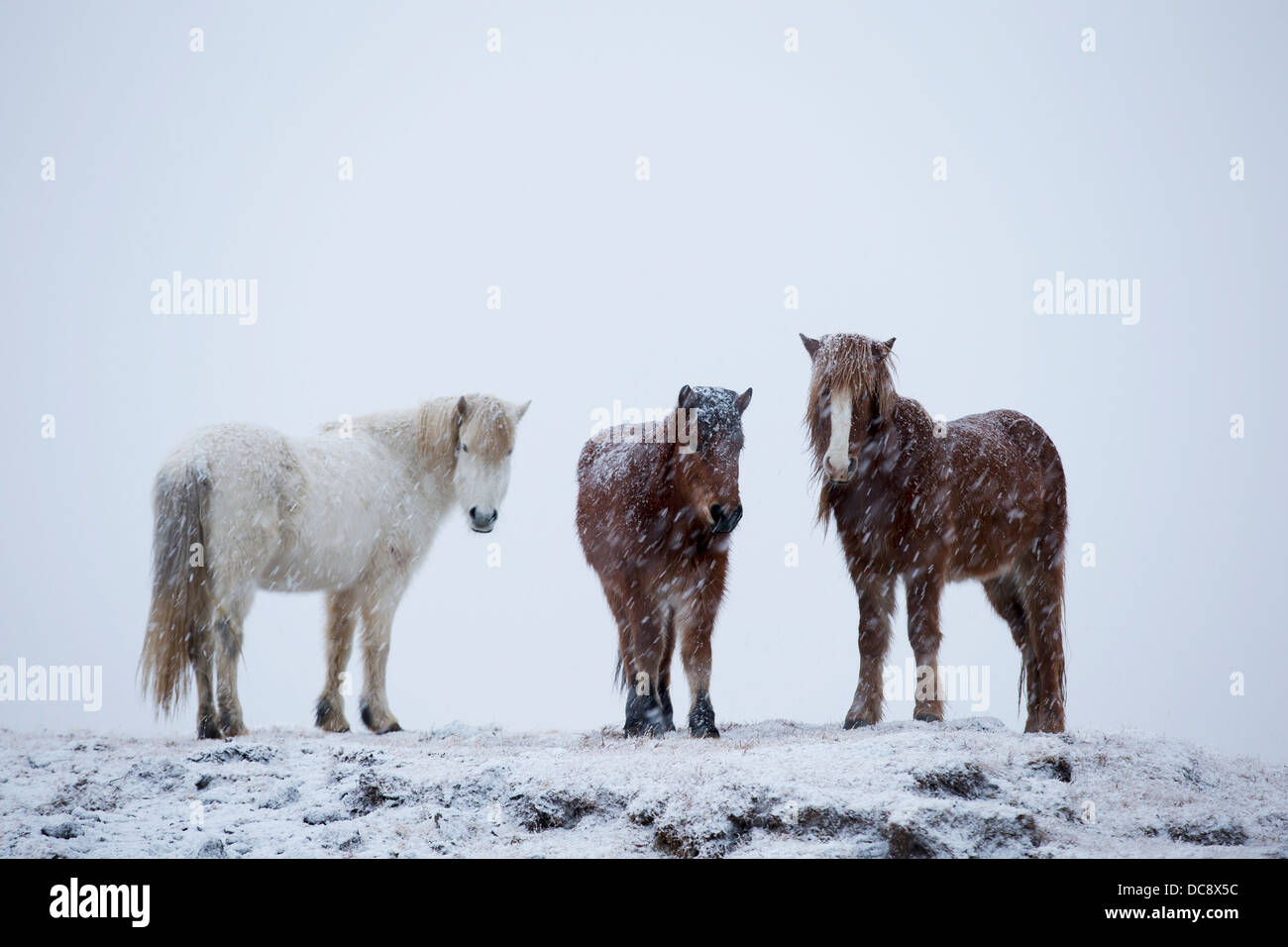 Islandpferde stehen in einem Schneesturm; Island Stockfoto