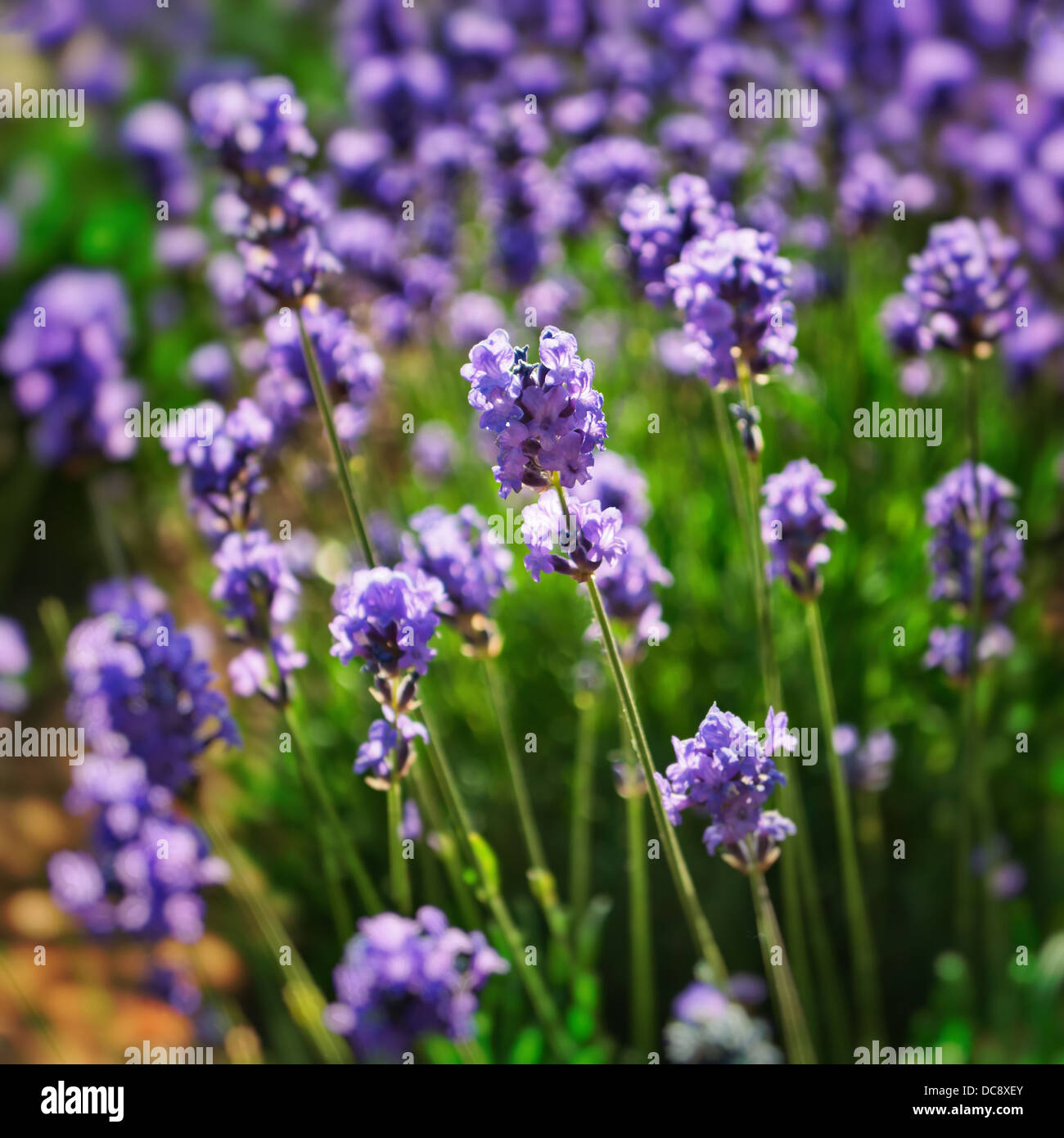 Lavendel-Feld - Nahaufnahme - Square-Zusammensetzung Stockfoto