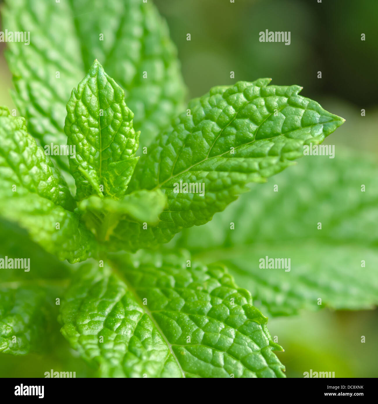 Minze Pflanzen - Tee und Kräuter, quadratische Komposition Stockfoto