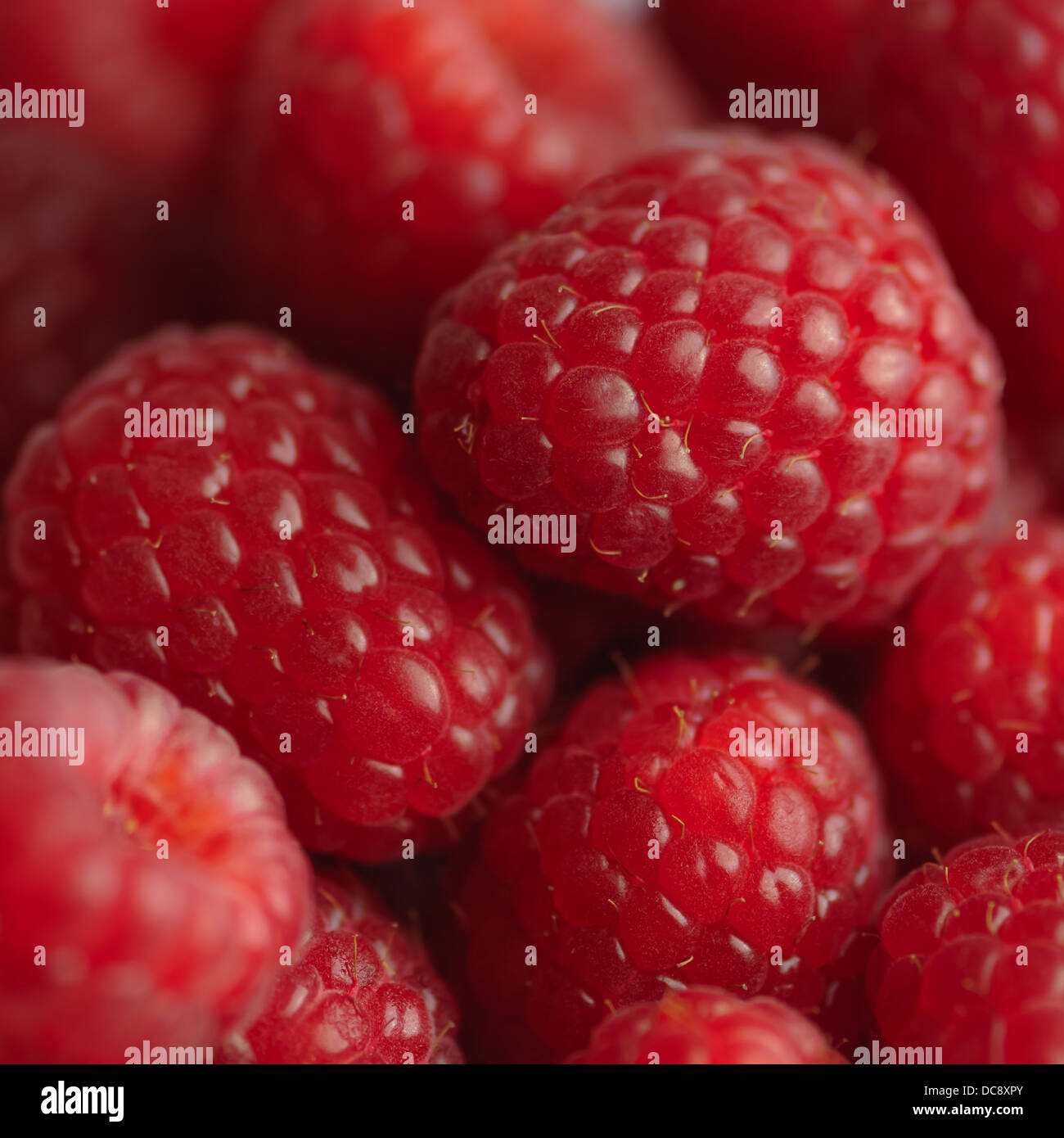 Frische Himbeeren Hintergrund - Makro Quadrat Stockfoto