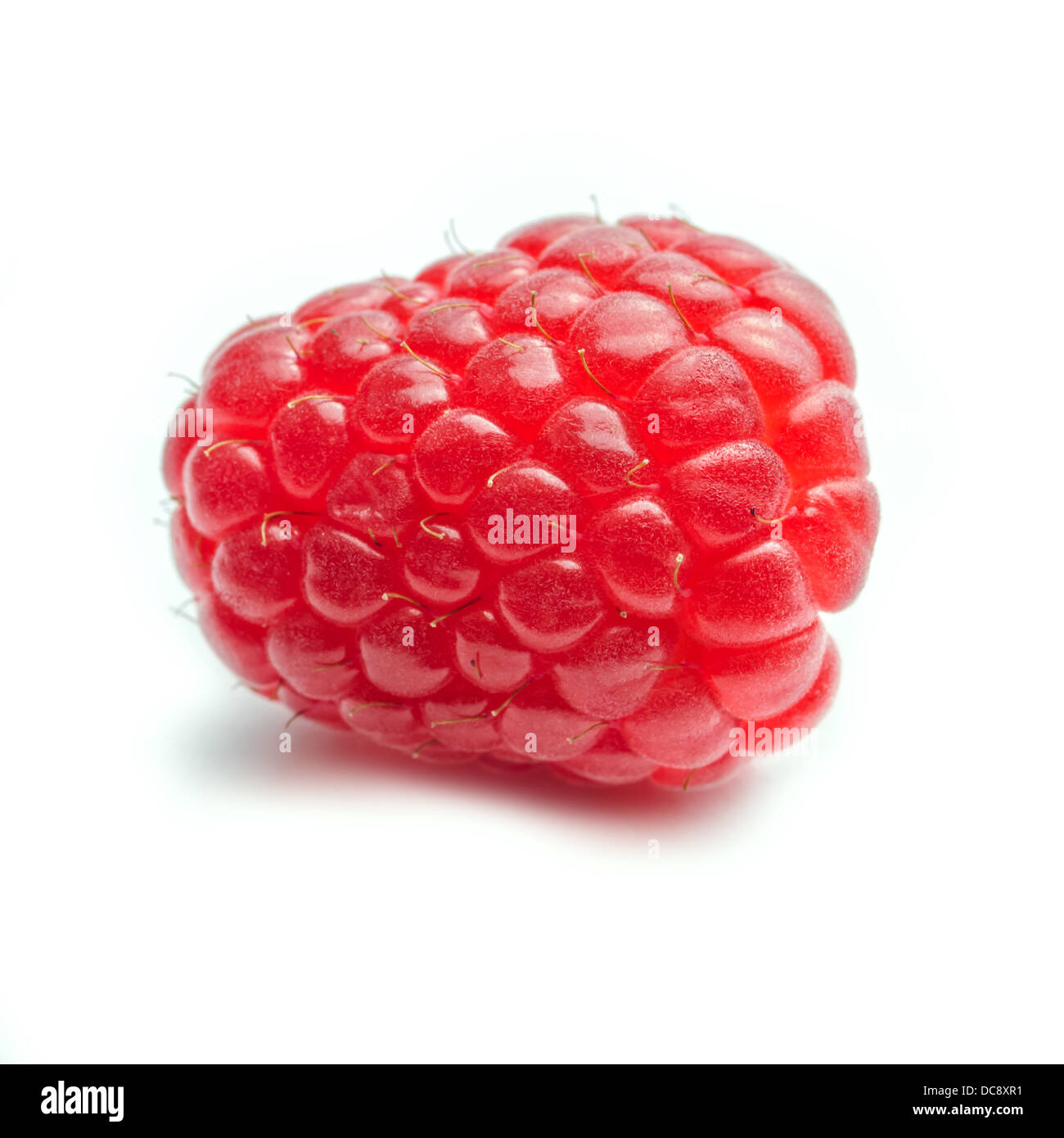 Eine einzelne Himbeere vor einem weißen Hintergrund - Quadrat Stockfoto