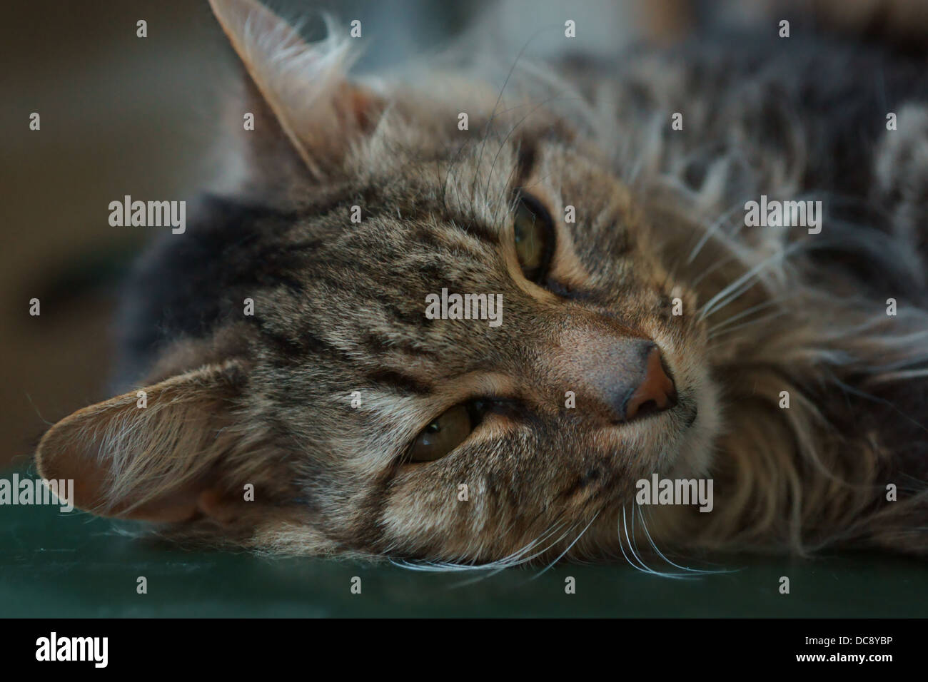 Katze Gesicht Fuß hintere Bein Schnurrhaare Katzenauge auf der Suche Stockfoto