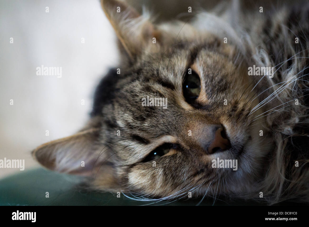 Katze Gesicht Fuß hintere Bein Schnurrhaare Katzenauge auf der Suche Stockfoto