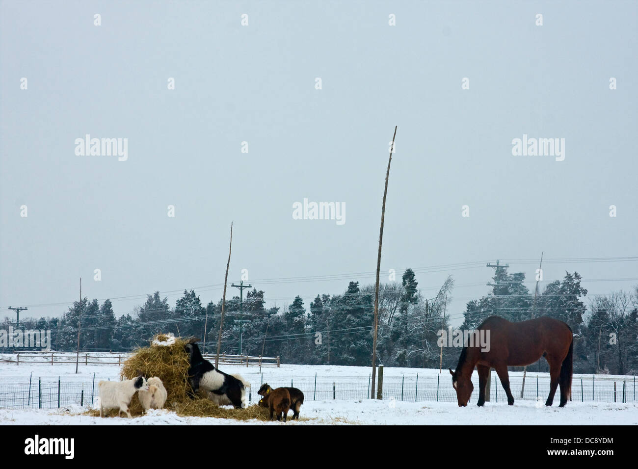 Winterliche Szene an Virginia Cox Farm. Stockfoto