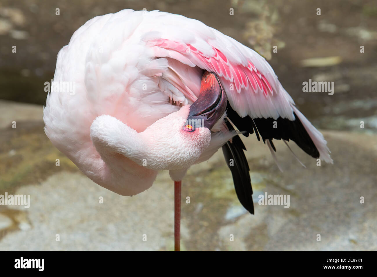 Pink Flamingo stehen auf einem Bein Pflege Closeup Portrait Stockfoto