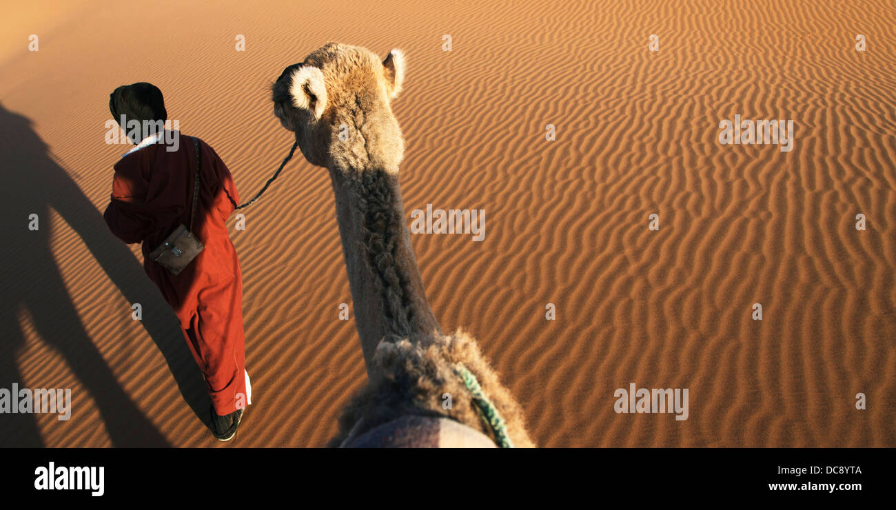 Ein Mann führt sein Kamel über die Erg Chegaga-Dünen; Marokko Stockfoto