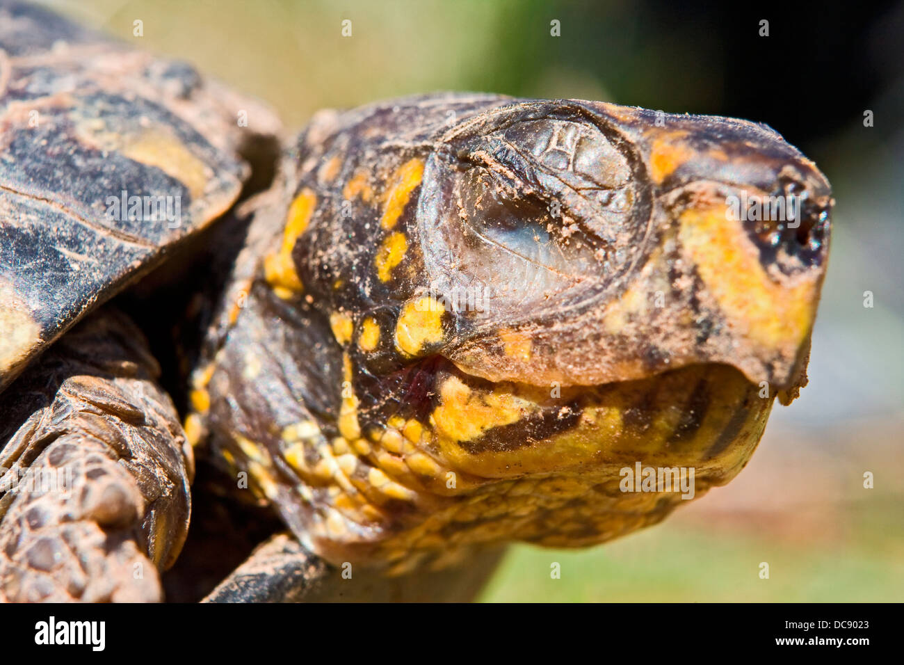 Kasten-Schildkröte (Terrapene) Stockfoto