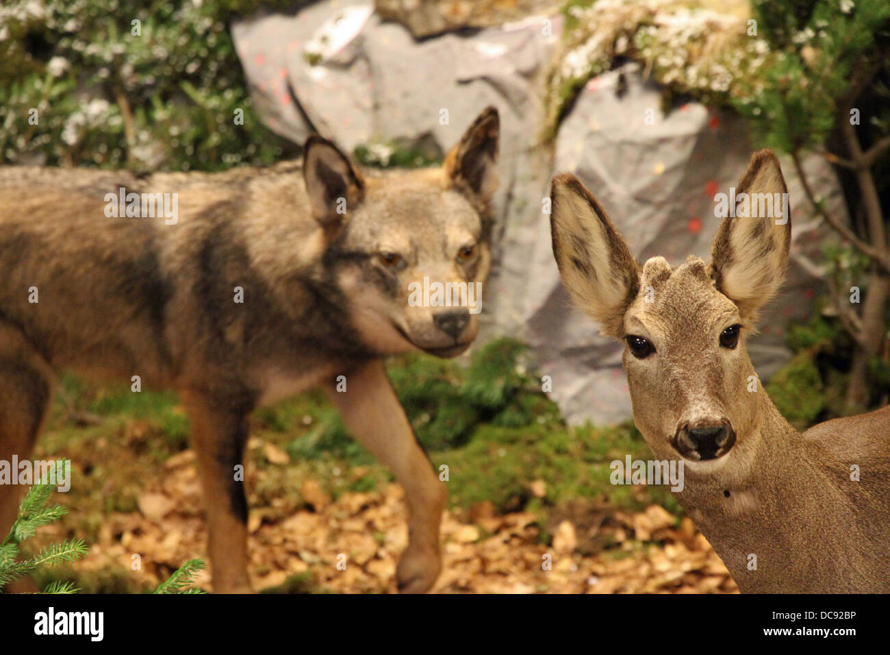 Reh in Lebensgefahr mit dem Wolf hinter ihm wird zu beißen Stockfoto