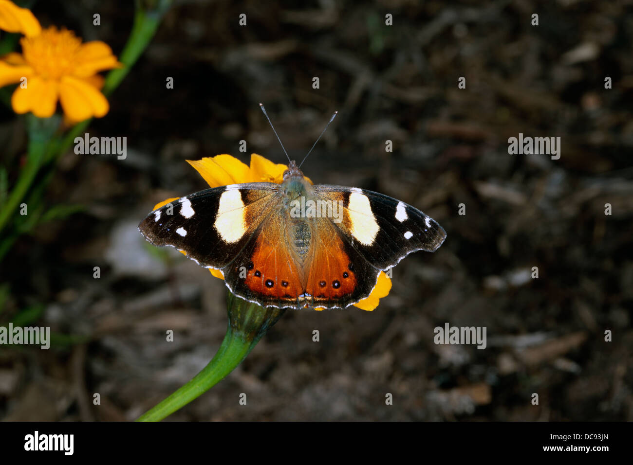 Australische gelbe Admiral Butterfly - Vanessa Itea - Familie Nyphalidae Stockfoto