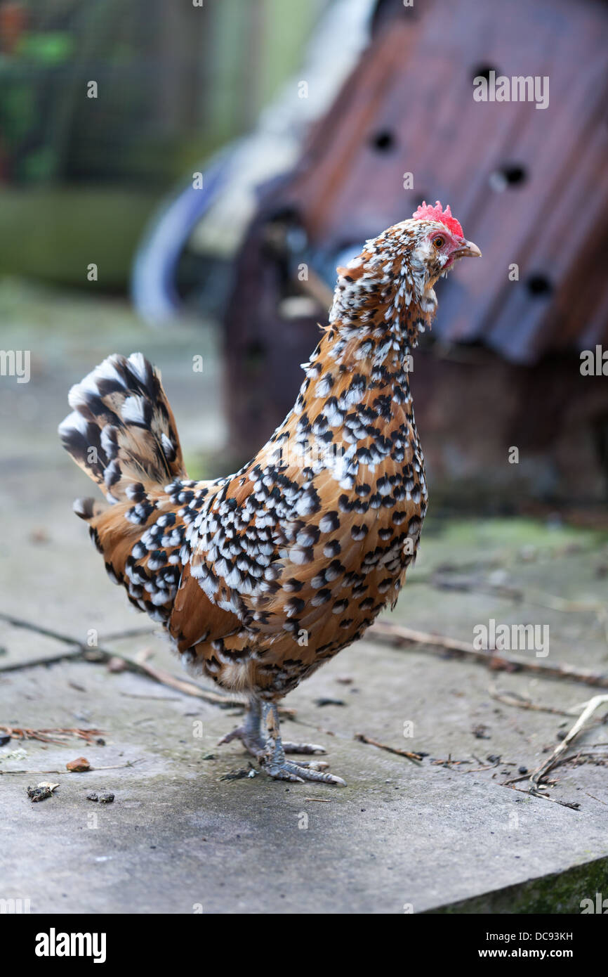 Braun-schwarze und weiße Huhn Stockfoto