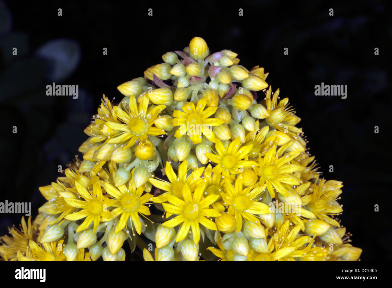 Kanarische Inseln Baum Aeonium Blume/Hauswurz Baum/Irish Rose-Aeonium Arborea [Sy Sempervivum Arboreum]-Familie Crassulaceae Stockfoto