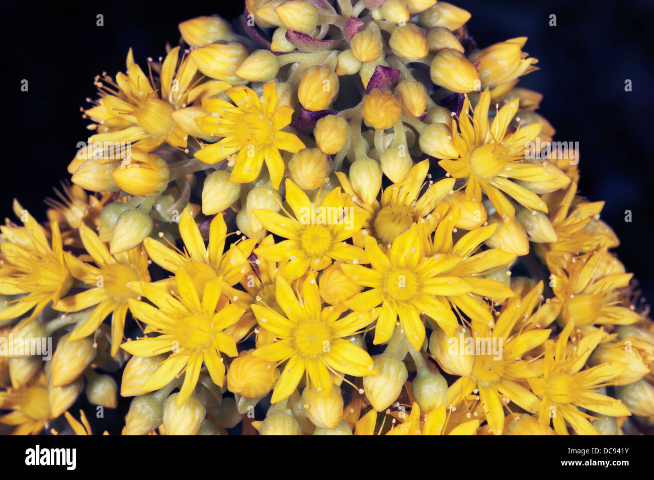 Kanarische Inseln Baum Aeonium Blume/Hauswurz Baum/Irish Rose-Aeonium Arborea [Sy Sempervivum Arboreum]-Familie Crassulaceae Stockfoto