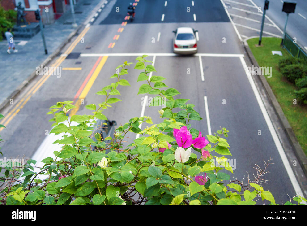malerische Blumen blühenden Busch über berühmte Hill Street in Singapur; Blumen im Fokus Stockfoto