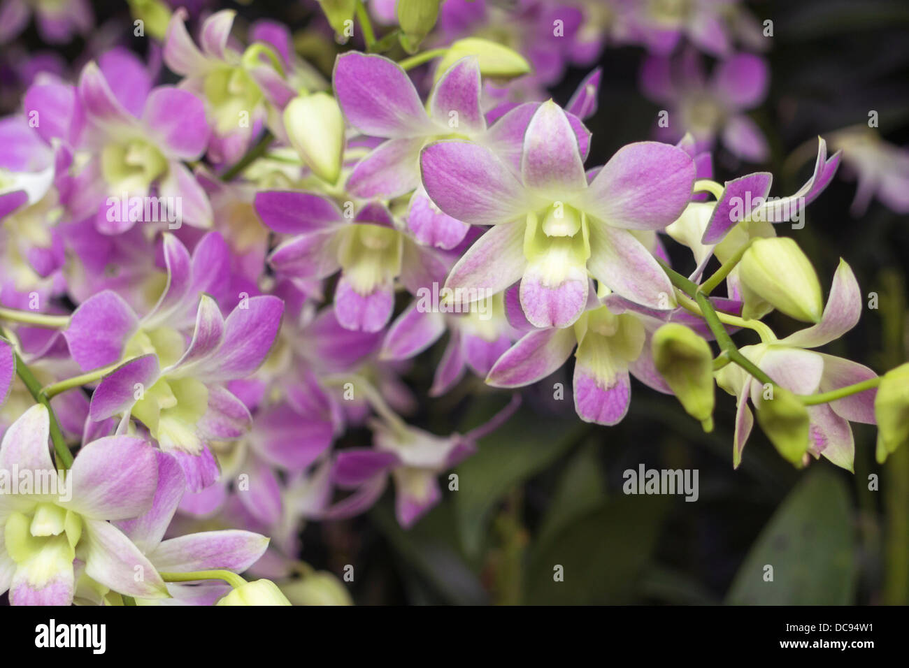 Nahaufnahme des malerischen blühen Orchideen aus berühmten National Orchid Garden of Singapore; konzentrieren sich auf zentrale Blume Stockfoto