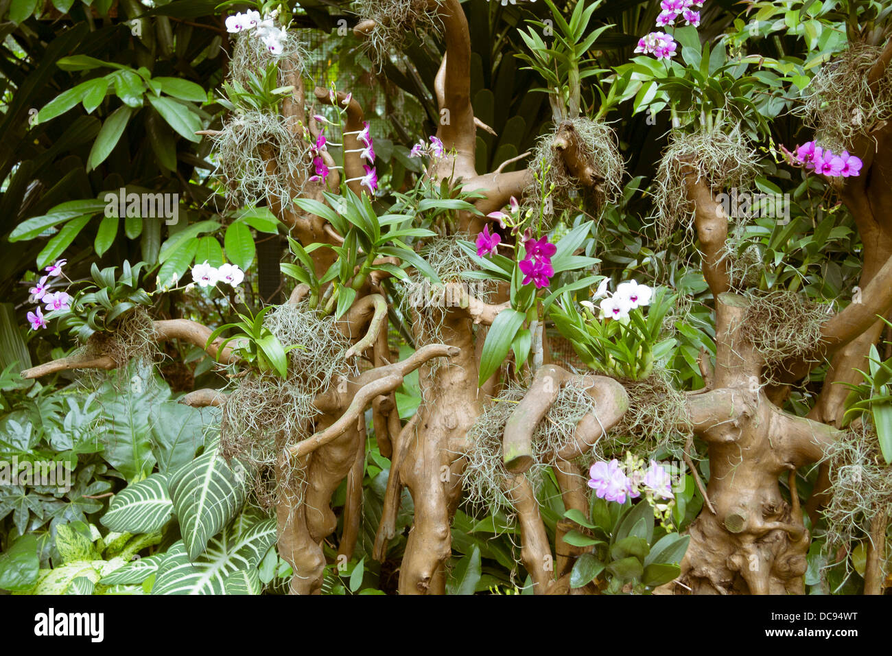 malerische Orchideen Plantage auf abgestorbenen Baumwurzel in Singapur Botanischer Garten Stockfoto