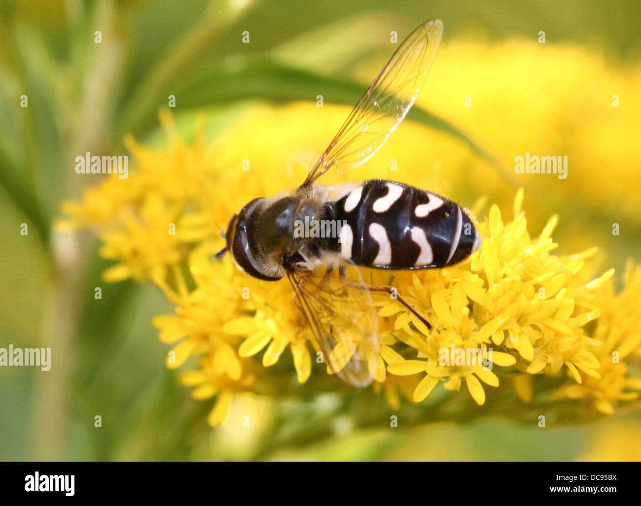 Nahaufnahme von Scaeva Pyrastri Hoverfly mit unterschiedlichen Komma Markierungen auf seinem Schilde, Serie von 8 Bildern Stockfoto