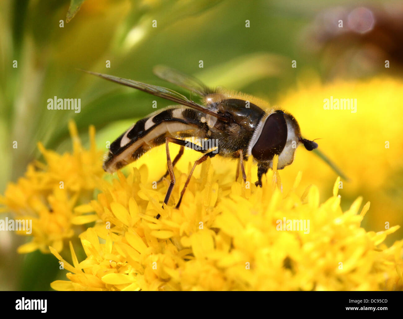 Nahaufnahme von Scaeva Pyrastri Hoverfly mit unterschiedlichen Komma Markierungen auf seinem Schilde, Serie von 8 Bildern Stockfoto