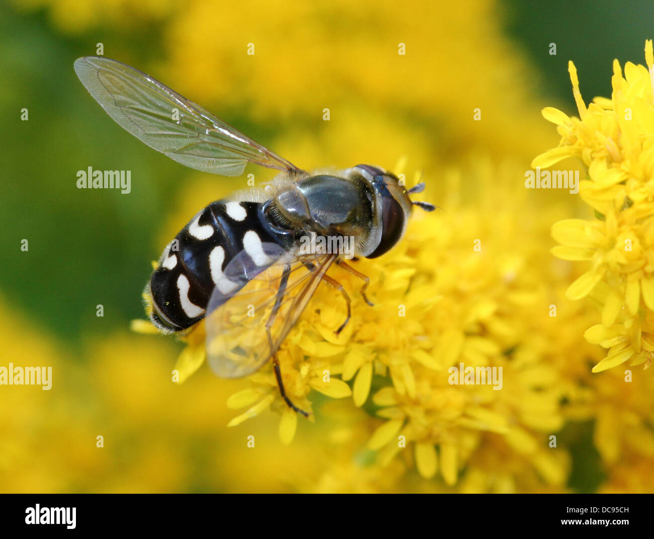 Nahaufnahme von Scaeva Pyrastri Hoverfly mit unterschiedlichen Komma Markierungen auf seinem Schilde, Serie von 8 Bildern Stockfoto