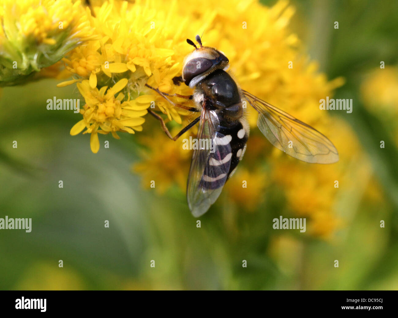 Nahaufnahme von Scaeva Pyrastri Hoverfly mit unterschiedlichen Komma Markierungen auf seinem Schilde, Serie von 8 Bildern Stockfoto