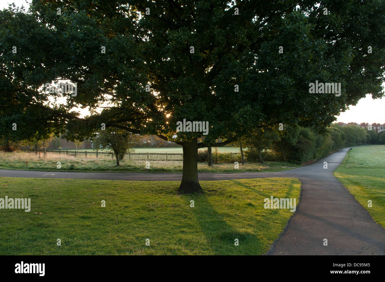 Frühmorgens am Hampstead Heath, London, England. Stockfoto