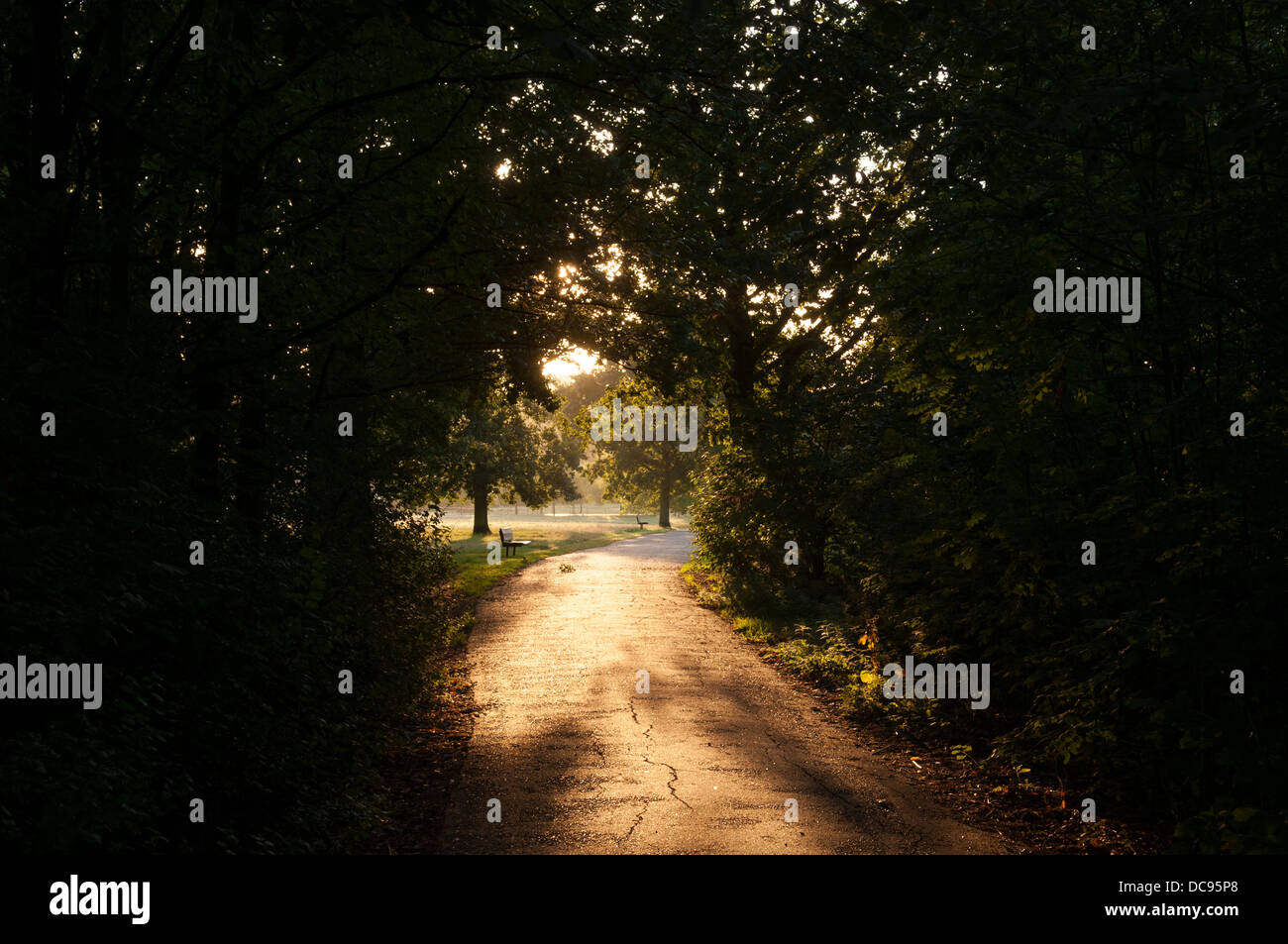Frühmorgens am Hampstead Heath, London, England. Stockfoto