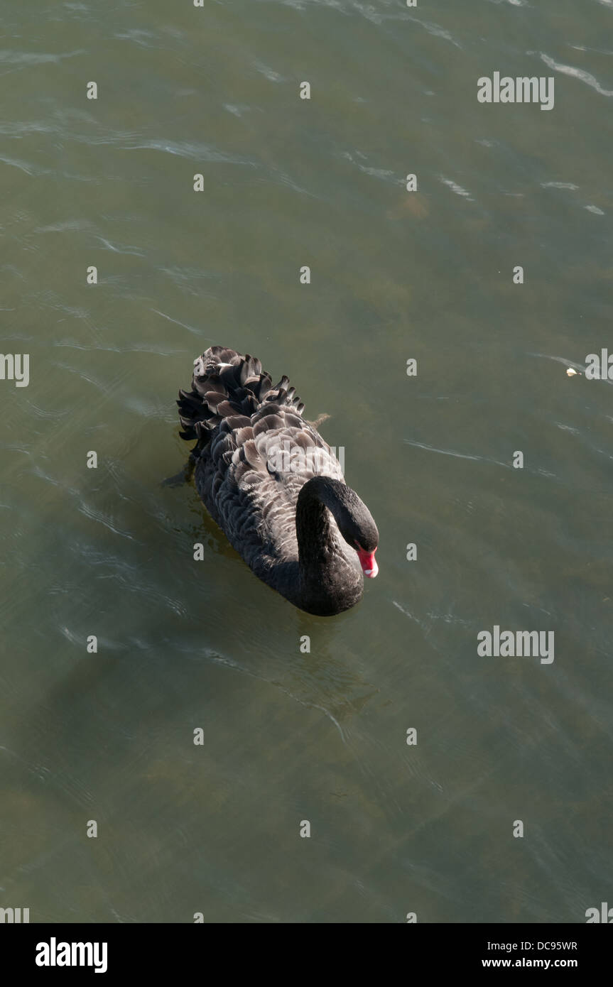 Schwarzer Schwan in einer Lincolnshire See, England, UK. Stockfoto