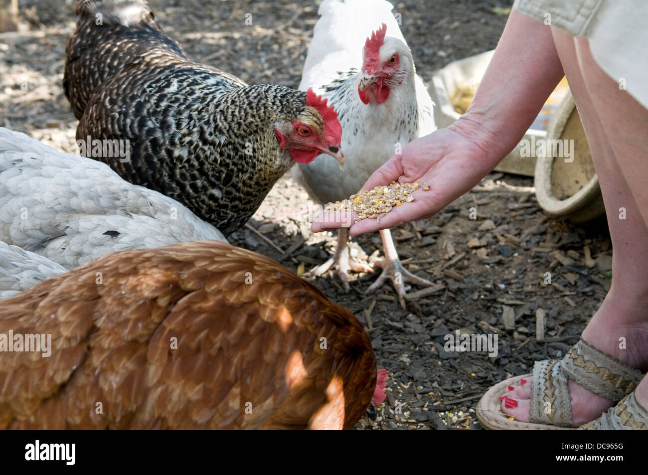 Kaukasische Frau Korn zum Bereich kostenlose Hühner füttern, von Hand, aufgenommen im Garten in Bristol, Großbritannien Stockfoto